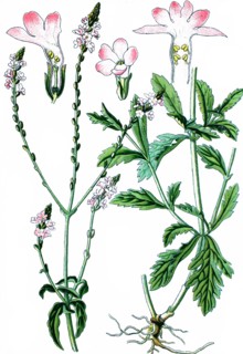 Common vervain