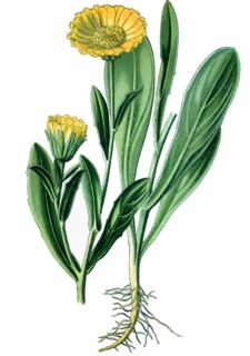 Pot marigold
