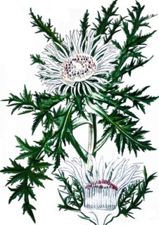 Stemless carline thistle