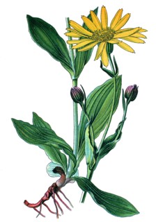 Leopard's bane