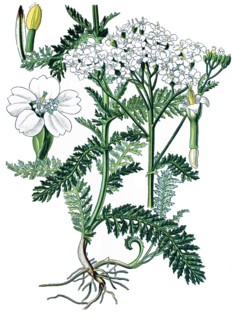 Common yarrow