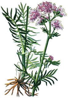 Valerian