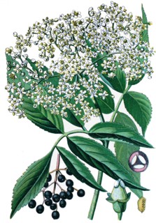 Elderberry