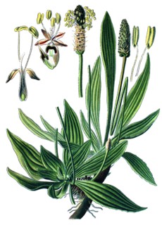 English plantain