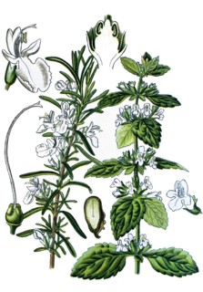 Rosemary