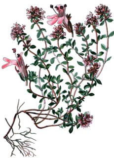 Breckland thyme