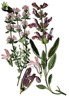 Common thyme