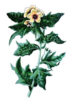 Stinking nightshade