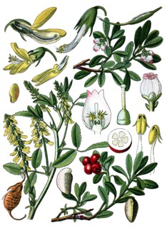 Sweet clover, ribbet melilot, manzanita