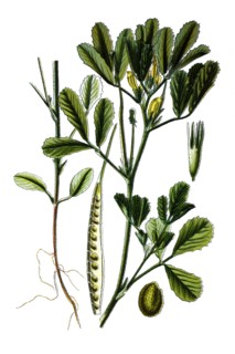 Fenugreek