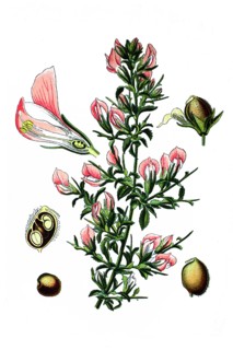 Spiny restharrow