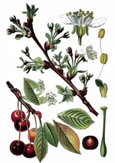 Sour cherry,