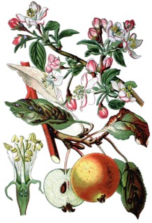 Apple tree