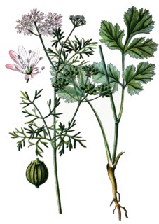 Coriander