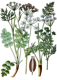 Caraway