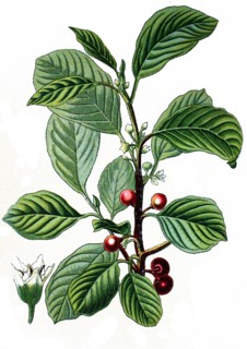 Alder buckthorn