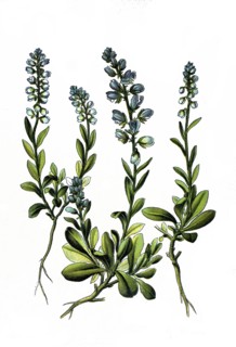 Bitter milkwort