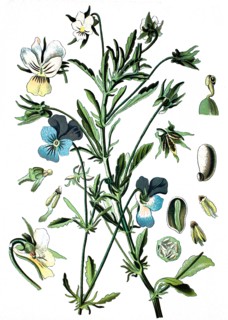 Heartsease