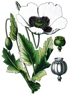 Opium poppy
