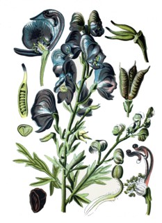 Monkshood