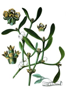 European mistletoe