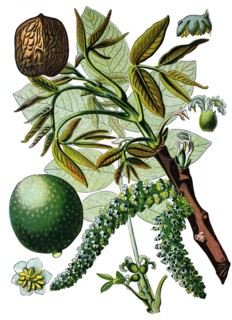 Persian walnut