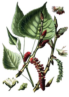 Populus nigra