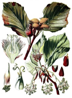 Fagus sylvatica