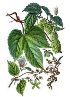 Humulus lupulus