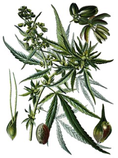 Cannabis sativa