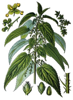 Common nettle