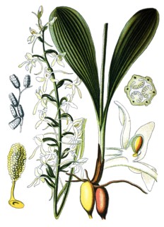 Lesser butterfly-orchid