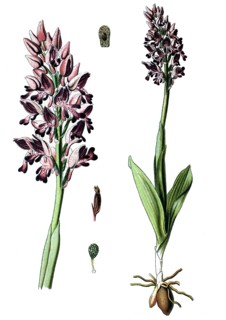 Orchis militaris