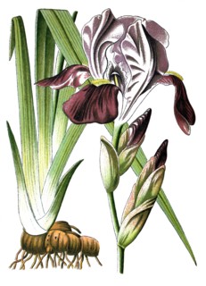 Iris germanica