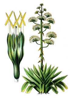 Agave americana