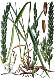 Elymus repens