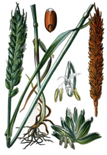 Wheat