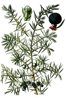Common juniper