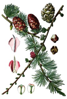 European larch