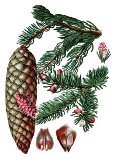 Norway spruce