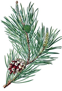 Scots pine