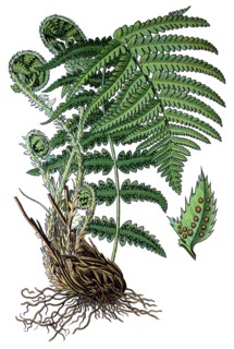 Male fern
