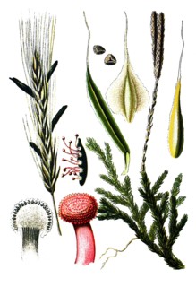 Claviceps purpures,  wolf's-foot clubmoss