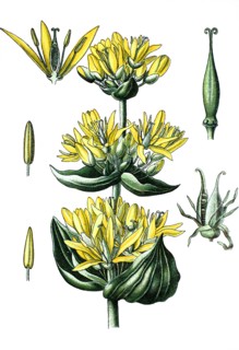 Great yellow gentian