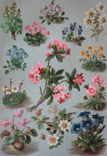 Alpine plants
