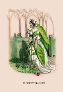 Fleur d'Oranger 1847