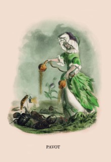 Pavot 1847