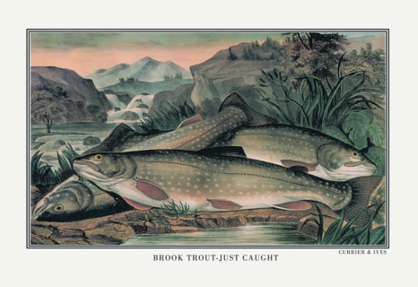 Brook Trout: Just Caught