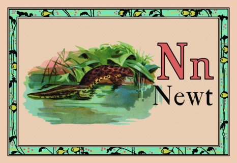 Newt 1926