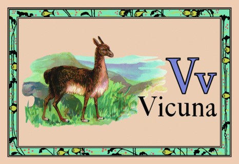 Vicuna 1926